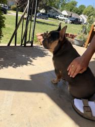 Reunited Male Dog last seen NW 25th St, Oklahoma City, OK, USA, Oklahoma City, OK 73107