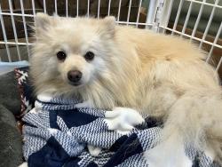 Lost Male Dog last seen Chestnut Ridge Road and Nashville Road Extension Bethel, Bethel, CT 06801
