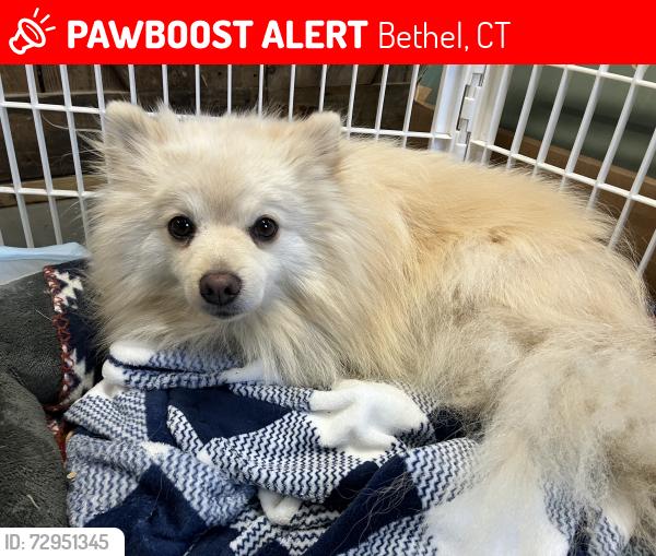 Lost Male Dog last seen Chestnut Ridge Road and Nashville Road Extension Bethel, Bethel, CT 06801