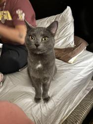 Lost Male Cat last seen County Rd B & Mcmenemy, Maplewood, MN 55117