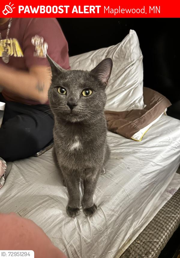 Lost Male Cat last seen County Rd B & Mcmenemy, Maplewood, MN 55117
