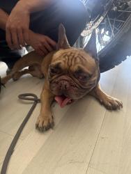 Reunited Male Dog last seen yerba buena and silver creek road, San Jose, CA 95121