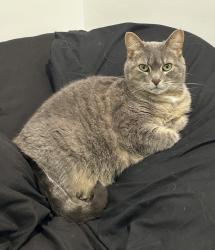 Reunited Female Cat last seen York Ave & Mendota St, Saint Paul, MN 55106