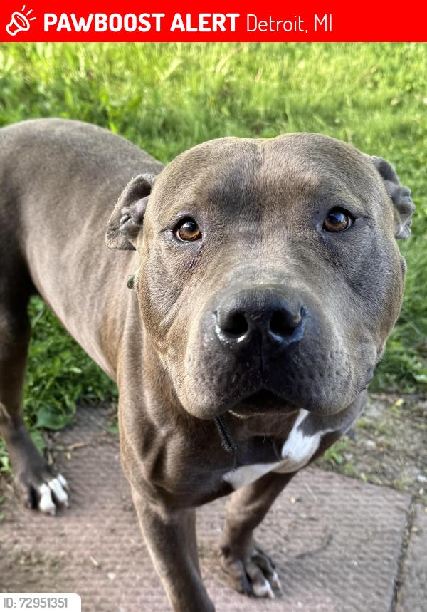 Lost Male Dog last seen Cadiuex and Harper, Detroit, MI 48224