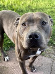 Lost Male Dog last seen Cadiuex and Harper, Detroit, MI 48224