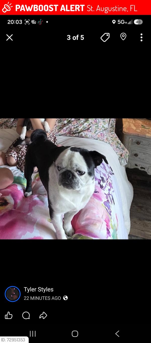 Lost Male Dog last seen WD Hartley Elementary School, St. Augustine, FL 32086