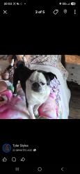 Lost Male Dog last seen WD Hartley Elementary School, St. Augustine, FL 32086