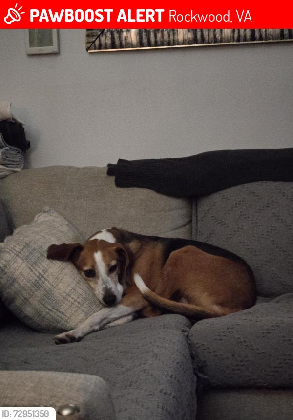 Lost Male Dog last seen Winters Hill Circle, Rockwood, VA 23236