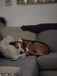 Lost Male Dog last seen Winters Hill Circle, Rockwood, VA 23236