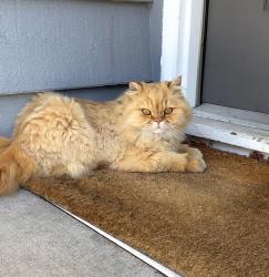 Found/Stray Male Cat last seen 131st , Renton, WA 98058