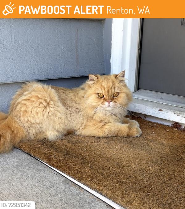Found/Stray Male Cat last seen 131st , Renton, WA 98058