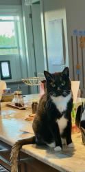 Lost Male Cat last seen NE 232/58th Vancouver Washington , Vancouver, WA 98682