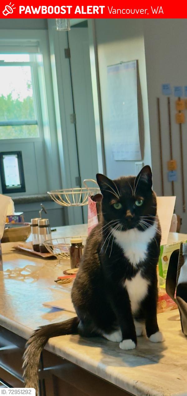 Lost Male Cat last seen NE 232/58th Vancouver Washington , Vancouver, WA 98682