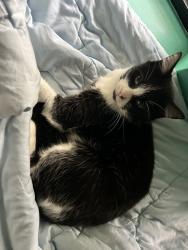 Reunited Female Cat last seen Remly St near Walter St and Leslie St, Roselands, NSW 2196