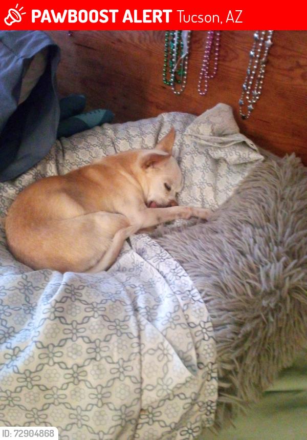 Lost Female Dog last seen Calle Cappela/Del Sol , Tucson, AZ 85710
