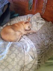 Lost Female Dog last seen Calle Cappela/Del Sol , Tucson, AZ 85710