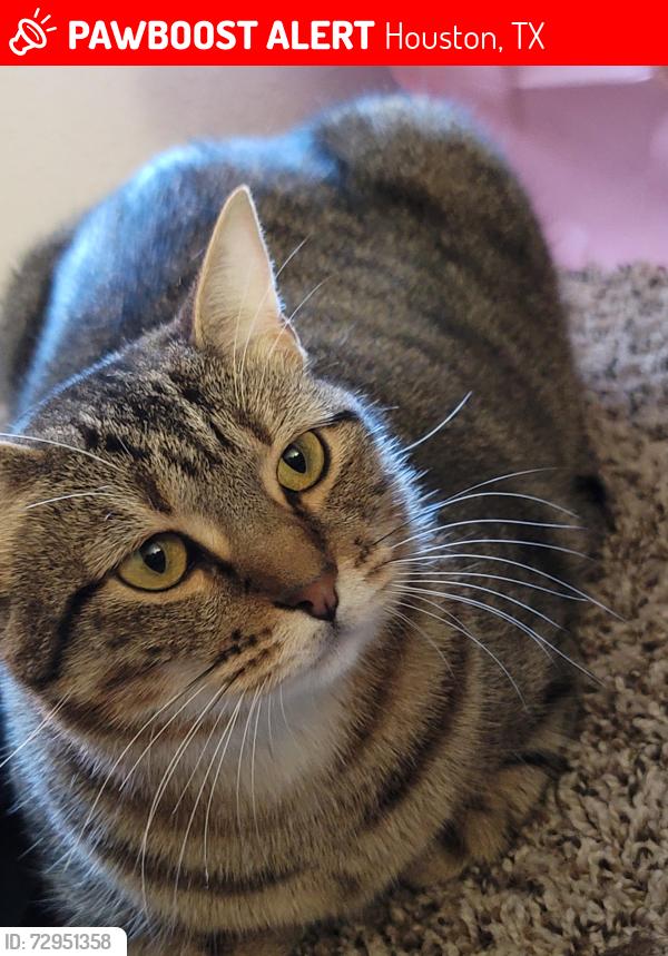 Lost Female Cat last seen Sparks Valeey, Houston, TX 77084