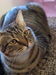 Lost Female Cat last seen Sparks Valeey, Houston, TX 77084