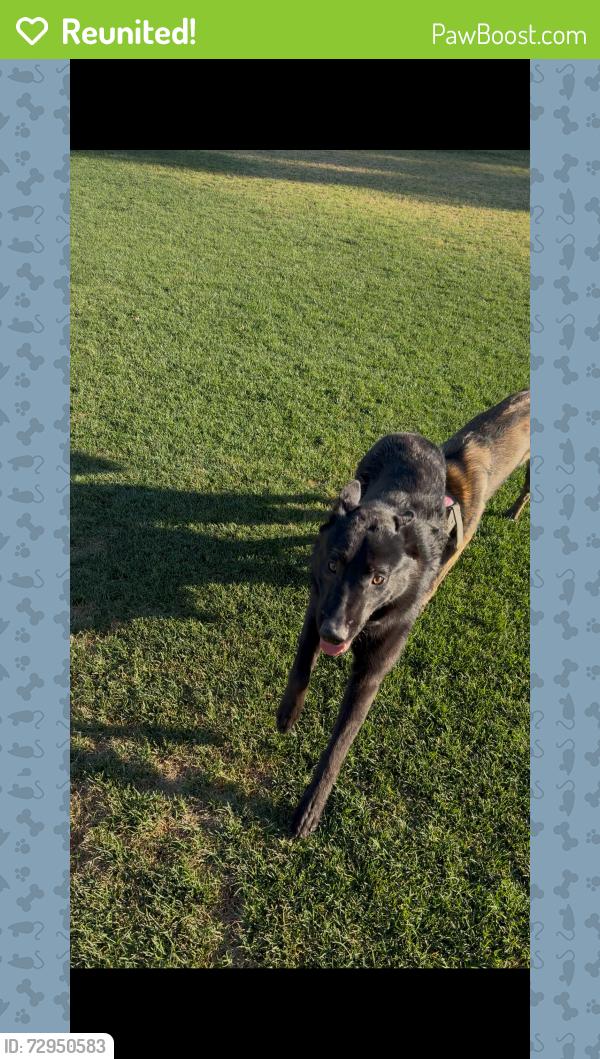 Reunited Male Dog last seen Jarana Rd, Cathedral City, CA 92234, USA, Cathedral City, CA 92234