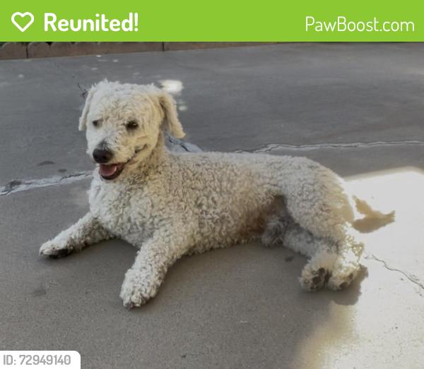 Reunited Male Dog last seen Kilmer and Juniper Ave Las Crues, NM, Las Cruces, NM 88001