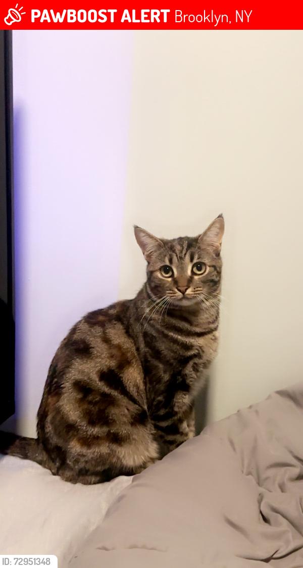 Lost Female Cat last seen Near street and 23 Avenue, Brooklyn, NY 11214
