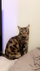 Lost Female Cat last seen Near street and 23 Avenue, Brooklyn, NY 11214