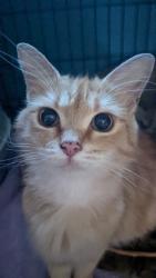 Found/Stray Female Cat last seen Solana at Brentwood, Nashville, TN 37211