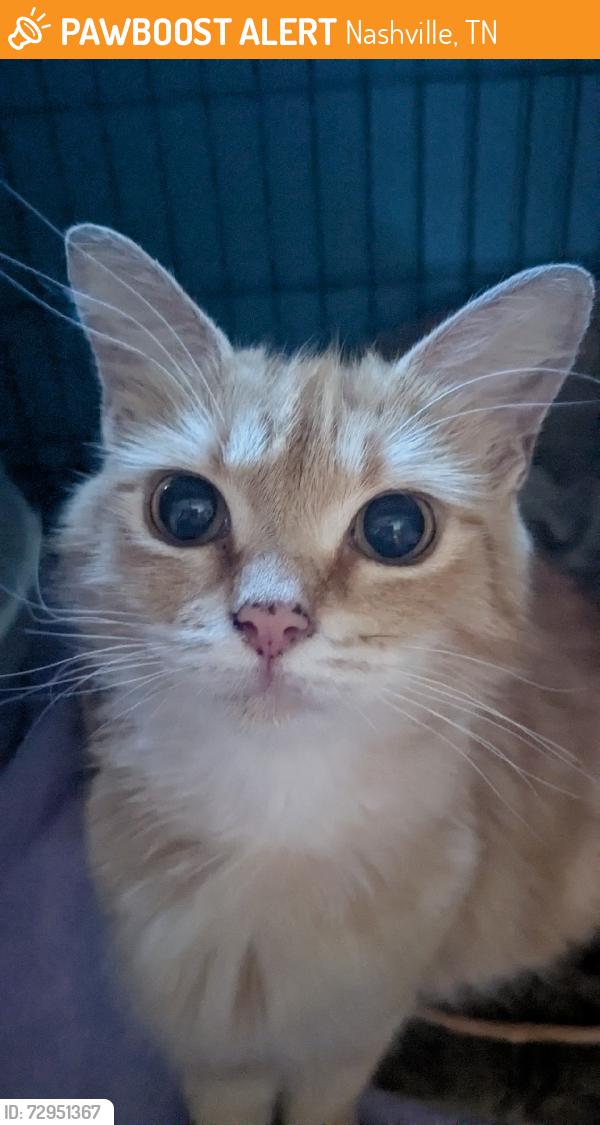 Found/Stray Female Cat last seen Solana at Brentwood, Nashville, TN 37211