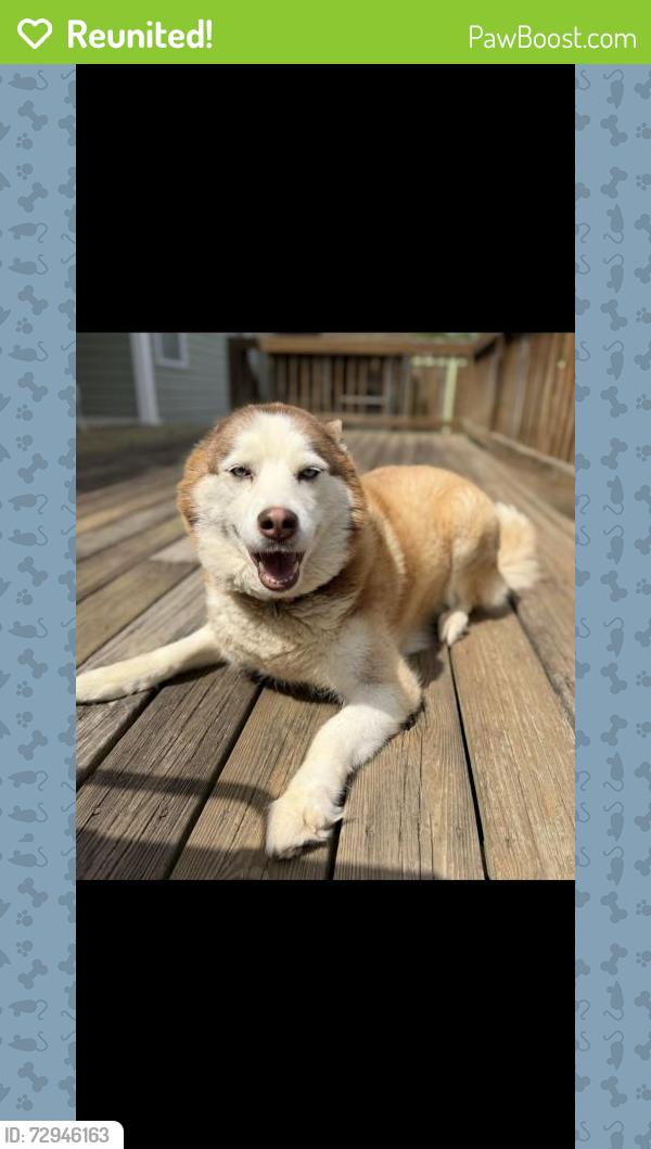 Reunited Female Dog last seen Darlington Dr, Broadway, NC 27505, USA, Broadway, NC 27505