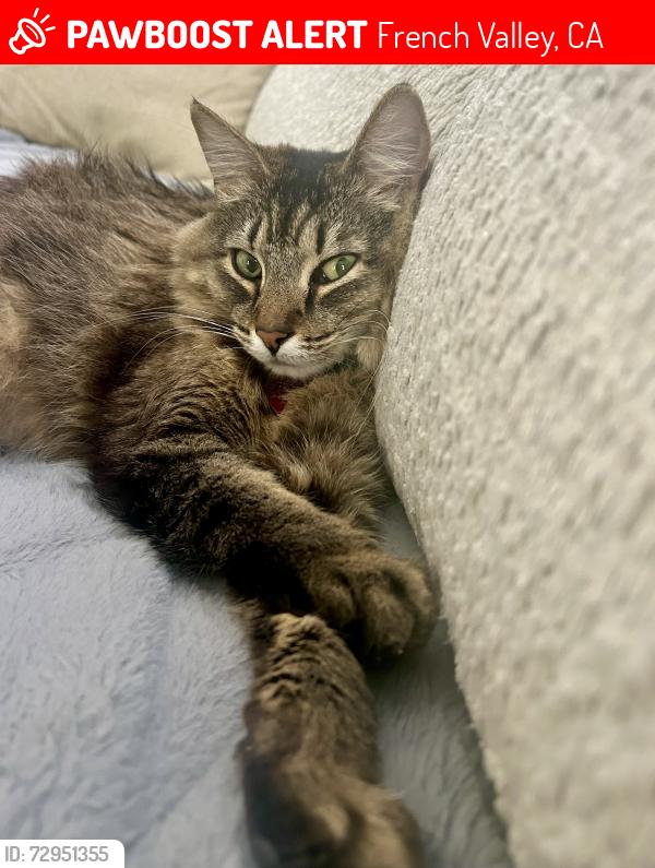 Lost Female Cat last seen McCartney, French Valley, CA 92596