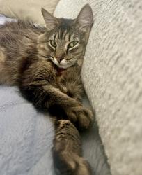 Lost Female Cat last seen McCartney, French Valley, CA 92596