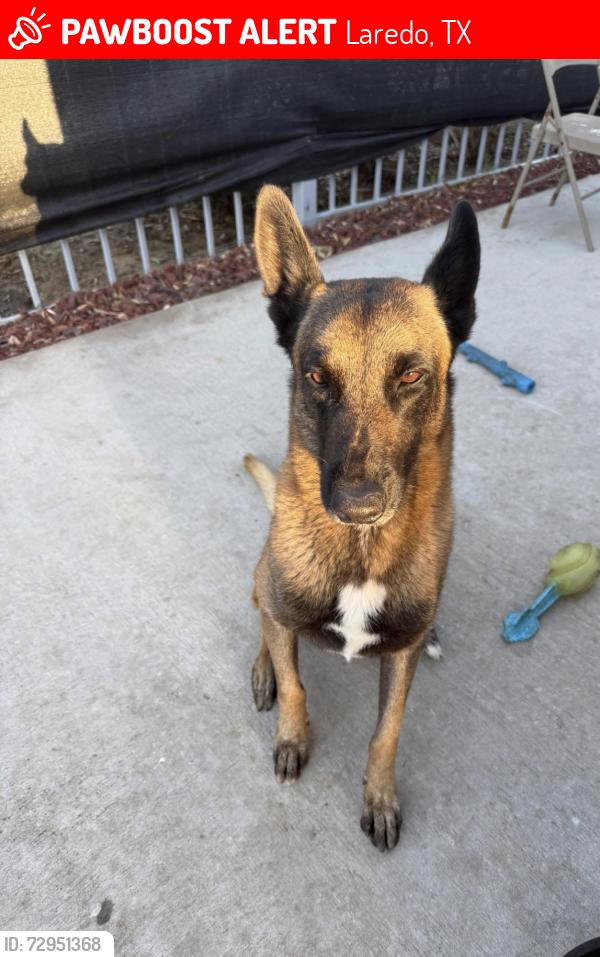 Lost Male Dog last seen San Luis Rey church, Sanchez Ochoa elementary , Laredo, TX 78040