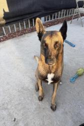 Lost Male Dog last seen San Luis Rey church, Sanchez Ochoa elementary , Laredo, TX 78040