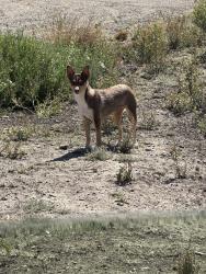 Found/Stray Female Dog last seen In San Jose Road (in the middle on the right side before first structure/home), Tracy, CA 95304