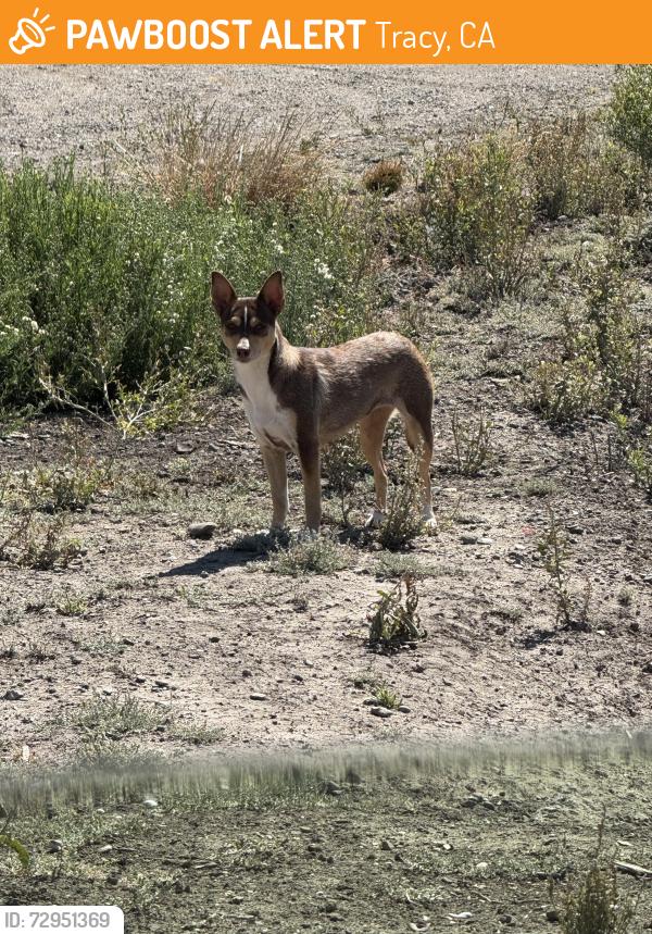 Found/Stray Female Dog last seen In San Jose Road (in the middle on the right side before first structure/home), Tracy, CA 95304
