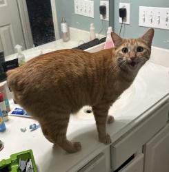 Lost Male Cat last seen Imperial Walks Ln in Imperial Oaks, Oak Ridge North, TX 77386