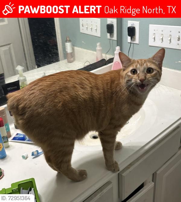 Lost Male Cat last seen Imperial Walks Ln in Imperial Oaks, Oak Ridge North, TX 77386