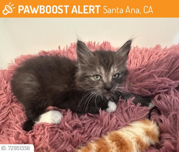 Found/Stray Female Cat last seen Discovery Cube OC Lot B, Santa Ana, CA 92705