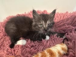 Found/Stray Female Cat last seen Discovery Cube OC Lot B, Santa Ana, CA 92705