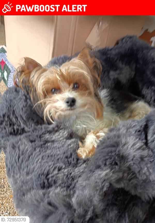 Lost Male Dog last seen Sperry Rd and route 60 vermilion ohio, Vermilion Township, OH 44889
