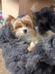 Lost Male Dog last seen Sperry Rd and route 60 vermilion ohio, Vermilion Township, OH 44889