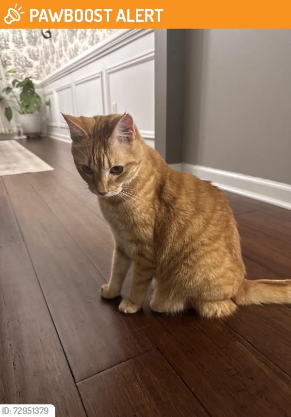 Found/Stray Unknown Cat last seen Collins hill Library, Gwinnett County, GA 30043