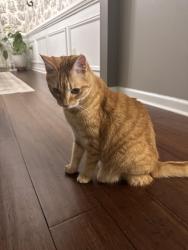 Found/Stray Unknown Cat last seen Collins hill Library, Gwinnett County, GA 30043