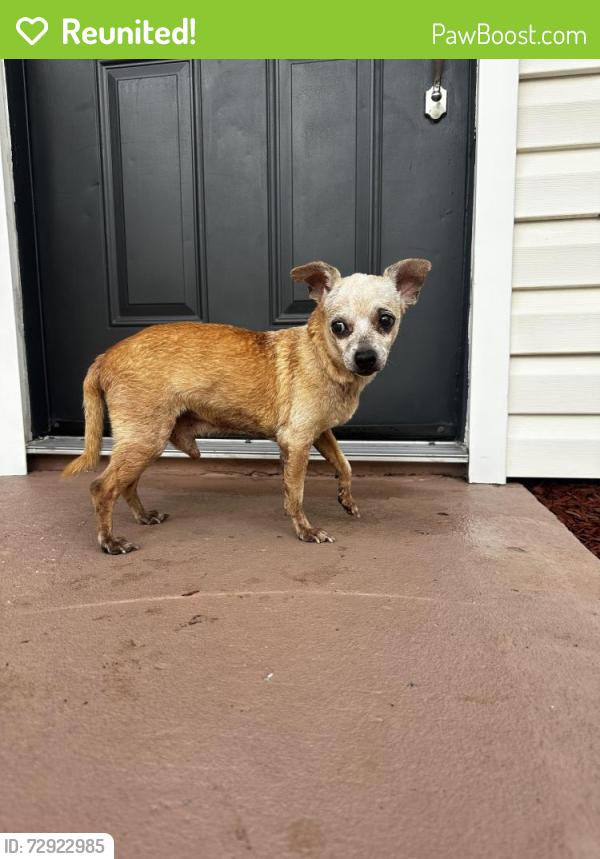 Reunited Male Dog last seen Kentwood park community off maki rd by Alexander and James redmen, Plant City, FL 33563