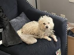 Reunited Male Dog last seen 42nd and Normal, Chicago, IL 60609