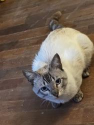 Found/Stray Male Cat last seen Haymarket, Dallas, TX 75217