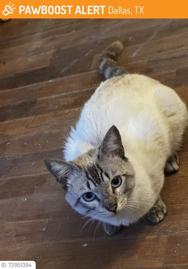 Found/Stray Male Cat last seen Haymarket, Dallas, TX 75217