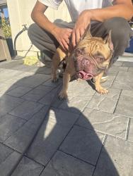 Reunited Male Dog last seen yerba buena and silver creek road, San Jose, CA 95121