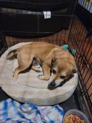 Reunited Male Dog last seen North Cobb High School, Kennesaw, GA 30144