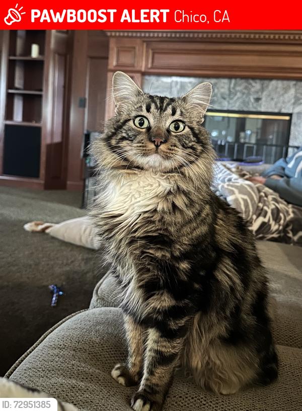 Lost Male Cat last seen Kennedy Ave and Muir Ave, Chico, CA 95973
